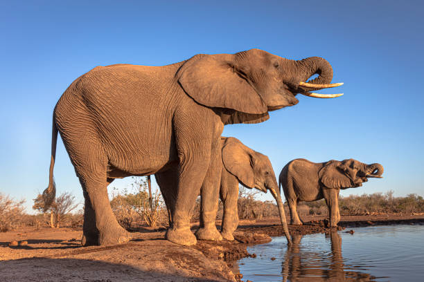 Elephants drinking at waterhole stock photo