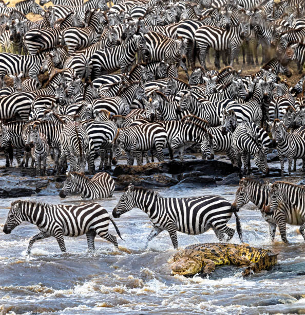 grande action de traversée de fleuve de migration - zebra africa wildlife nature photos et images de collection