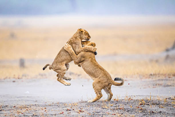 leones jóvenes jugando - cachorro de león fotografías e imágenes de stock