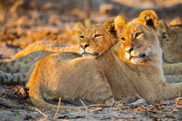 львы отдыхают на закате - masai mara national reserve lion africa kenya стоковые фото и изображения