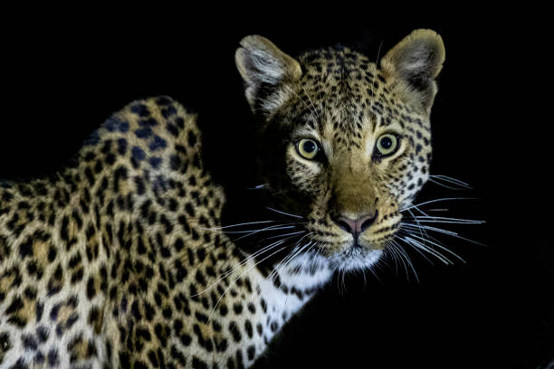 Leopard feeding at dark stock photo