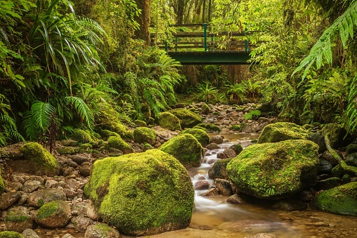 Long exposure of a small stream running between mossy boulders in a lush rainforest filled with ferns and trees, with a wooden footbridge in the background, the nature scene creating calm and tranquility.