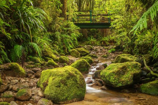 piękny strumień lasu biegnący przez bujny las deszczowy w parku narodowym kahurangi na wyspie południowej nowej zelandii. - kahurangi zdjęcia i obrazy z banku zdjęć