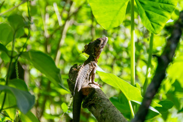 istock A Costa Rican basilisk is looking up at the sky. 1257702462