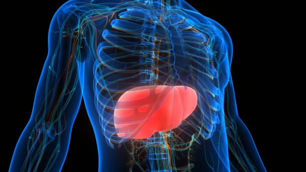 istock Human Internal Digestive Organ Liver Anatomy 1257703056