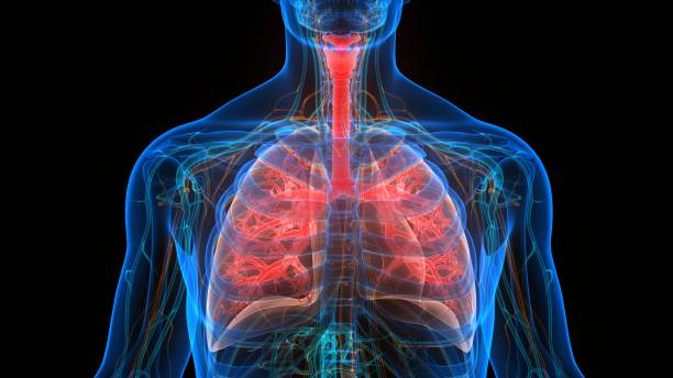 istock Human Respiratory System Lungs Anatomy 1257703139