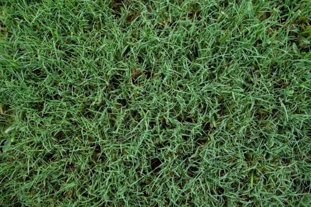 Bermuda grass Close up of a southern summer lawn with thick Bermuda grass bermuda stock pictures, royalty-free photos & images