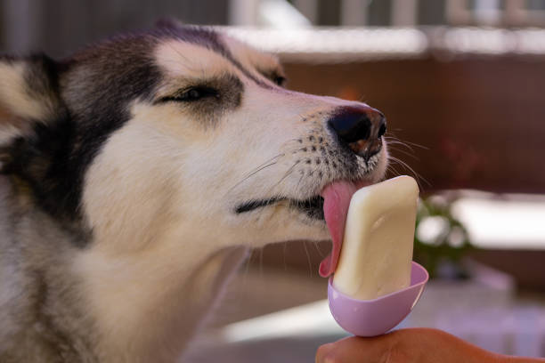 Delicious ice cream for dogs