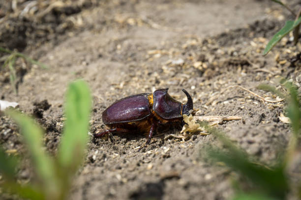 Big rhinoceros beetle crawls about its business Big rhinoceros beetle crawls about its business naso unicornis stock pictures, royalty-free photos & images
