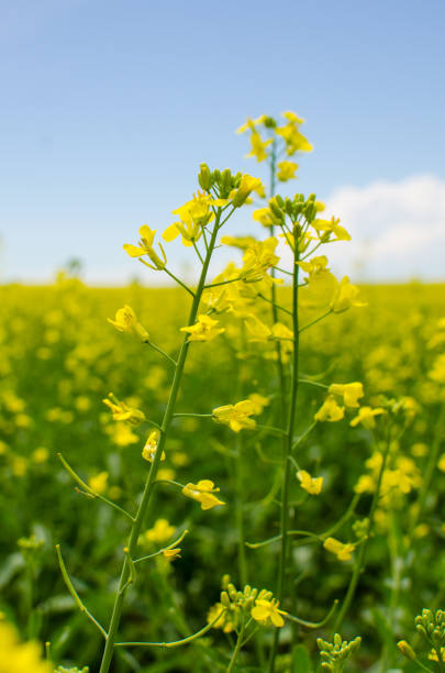 vivaci campi di canola gialla nel manitoba rurale, canada - manitoba canada prairie canola foto e immagini stock