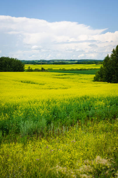 vivaci campi di canola gialla nel manitoba rurale, canada - manitoba canada prairie canola foto e immagini stock