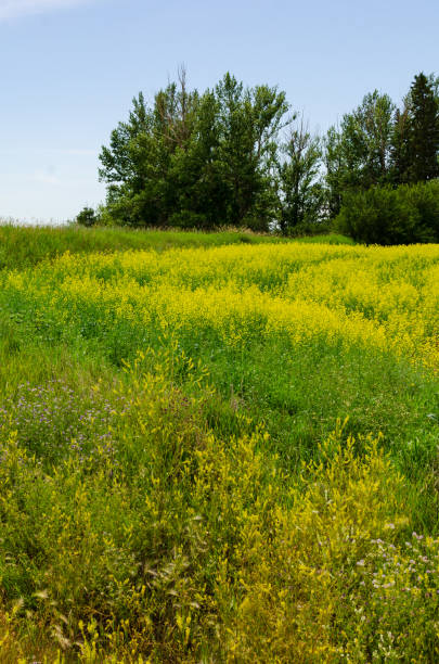 vivaci campi di canola gialla nel manitoba rurale, canada - manitoba canada prairie canola foto e immagini stock