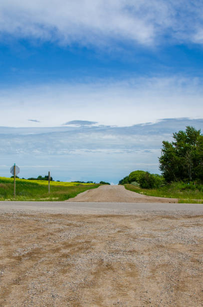 strade di campagna e vivaci campi di canola gialla nella manitoba rurale, canada - manitoba canada prairie canola foto e immagini stock