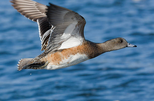 istock American Wigeon - Female 125770561