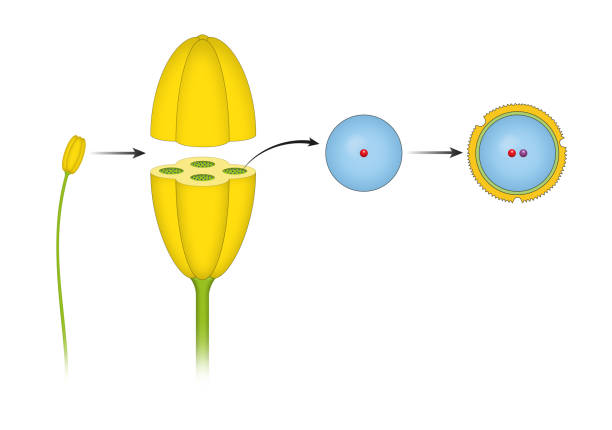 ilustrações de stock, clip art, desenhos animados e ícones de structure of stamens - stamen