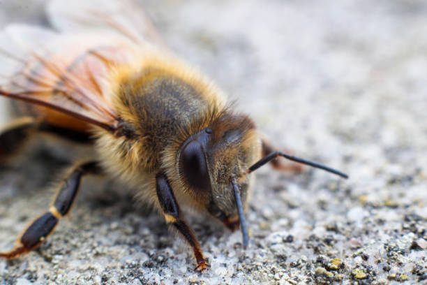 Macro shot of a bee on a brick wall