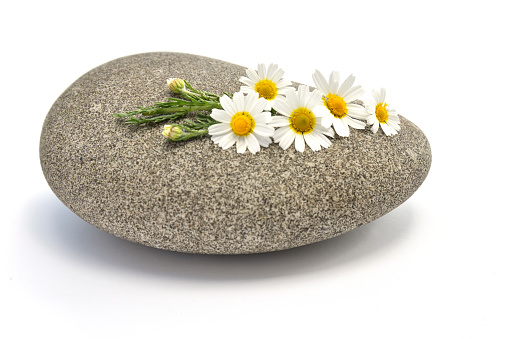 Chamomile flowers on a large pebble with a white background.
