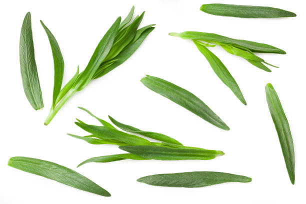 tarragon leaves isolated on white background. artemisia dracunculus. top view - tarragon close up herb bunch imagens e fotografias de stock