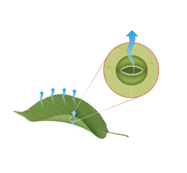 Transpiration of plant Transpiration is the loss of water from a plant in the form of water vapor stomata stock illustrations