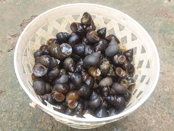 istock Snail is a mollusks animals 1257709336