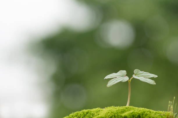 istock New life seedlings in the forest 1257709339