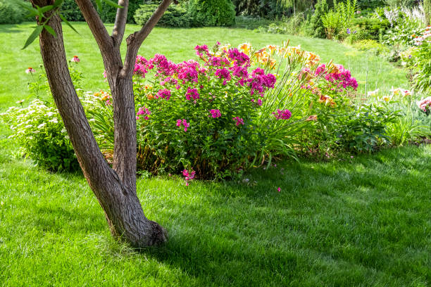 istock Colorful flower garden 1257709457