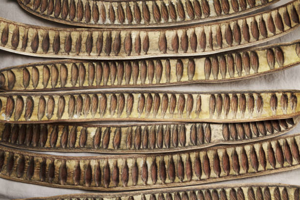 Delonix regia seeds beautiful botanical textured pattern