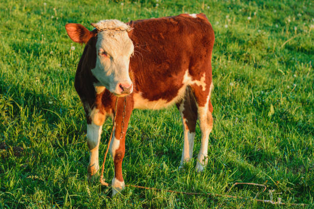 Small calves also graze in meadows and pastures in Prykarpattia villages. A small red calf grazes on Ukrainian meadows.