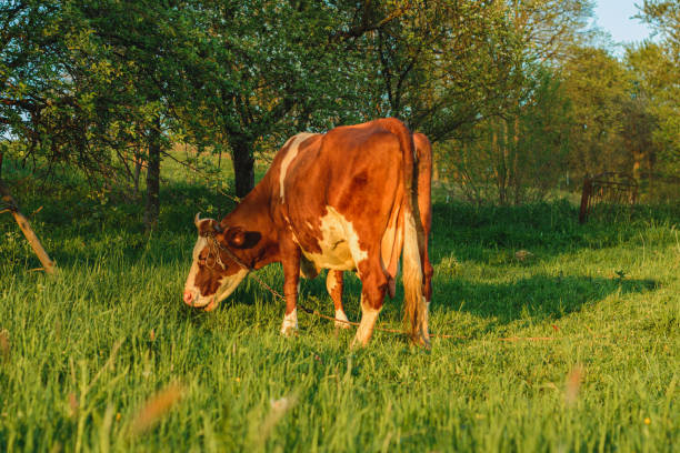 istock Cattle graze on green meadow grass. Breeding cows in the countryside. 1257710769