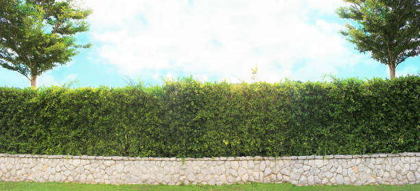 Grown tree with brick wall and ornamental shrub