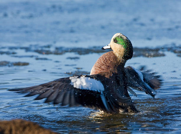 istock American Wigeon - Male 125771123