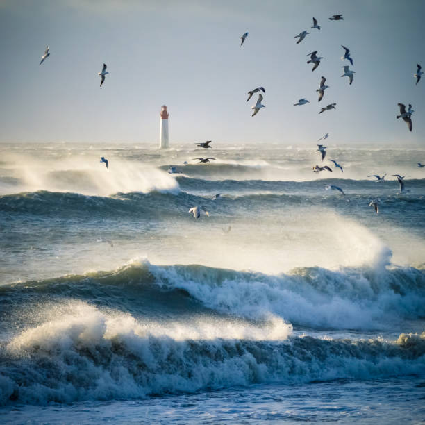 farol no mar durante tempestade de vento com gaivotas. céu azul um - lighthouse storm sea panoramic - fotografias e filmes do acervo