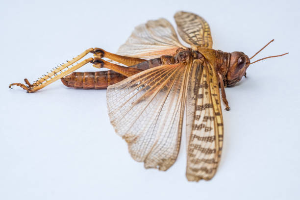 istock Desert locust specimen against white background 1257712295