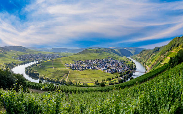 istock scenic moselle river loop at Leiwen, Trittenheim 1257713503