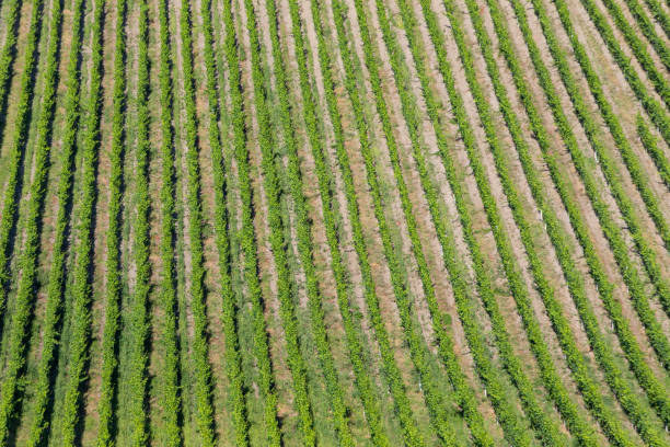 istock scenic vineyard at Leiwen, Trittenheim 1257713645