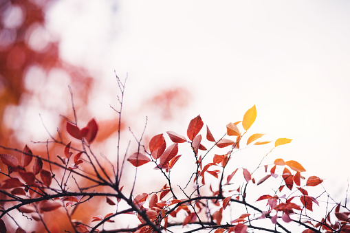 Autumn background with colorful autumn leaves.