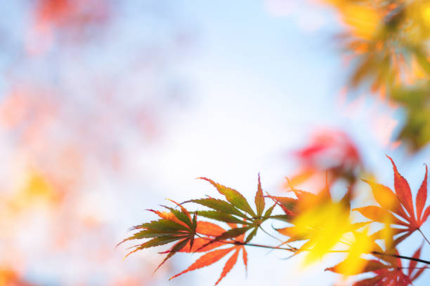 Autumn background: Colorful maple leaves against blue sky.
