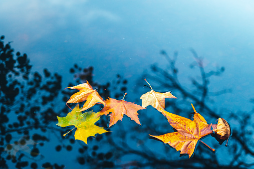 A green maple leaf on the surface of the water that floats.