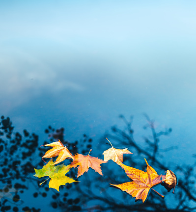 Dry autumn leaves floating on a water surface of the lake. Trees are reflecting in the water.