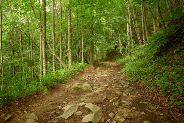 Peaceful mountain dirt road in the beautiful Ukrainian Carpathians