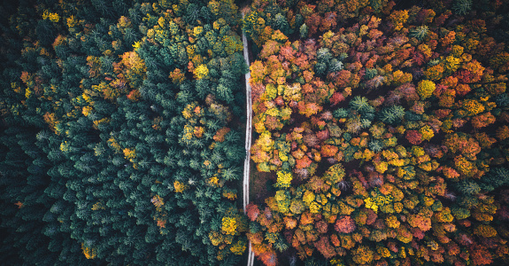 Aerial view on idyllic country road through the mixed forest in autumn colours.