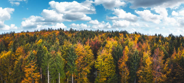 가을 숲의 공중 보기 - autumn sky blue treetop 뉴스 사진 이미지