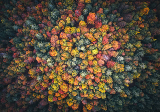 kolorowy las - treetop tree forest landscape zdjęcia i obrazy z banku zdjęć
