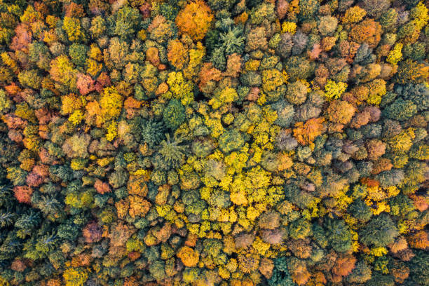istock Colorful Mixed Forest In Autumn 1257715005