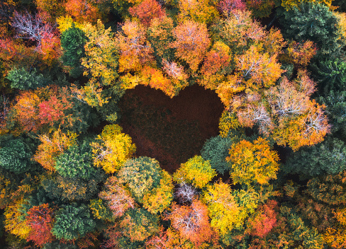 Aerial view on mixed forest in autumn colours with clearing in the shape of a heart.