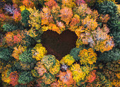 Heart Shape In Autumn Forest