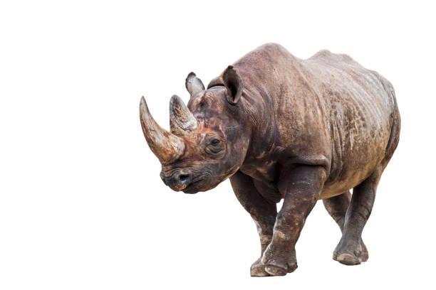 черный носорог (diceros bicornis) на белом фоне - bicornis стоковые фото и изображения