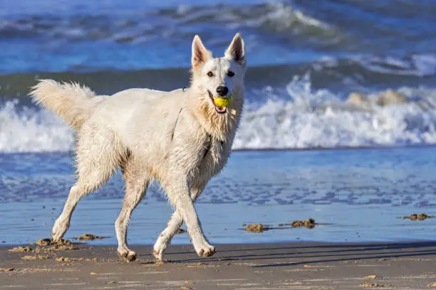 Berger Blanc Suisse / White Swiss Shepherd, white form of German Shepherd dog running with tennis ball in mouth on the beach