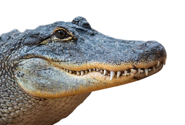 American alligator / common gator (Alligator mississippiensis) close-up of head against white background American alligator / common gator (Alligator mississippiensis) close-up of closed snout showing teeth against white background snout photos stock pictures, royalty-free photos & images