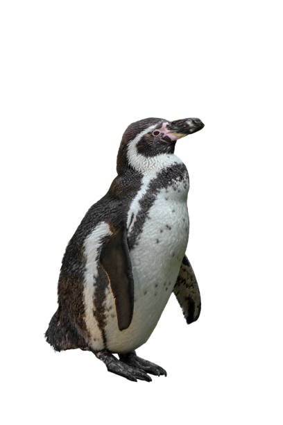 istock Humboldt penguin (Spheniscus humboldti) against white background 1257716888